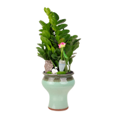 Zamioculcas Money Plant (金钱树)