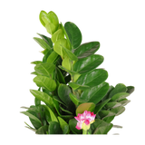 Zamioculcas Money Plant (金钱树)