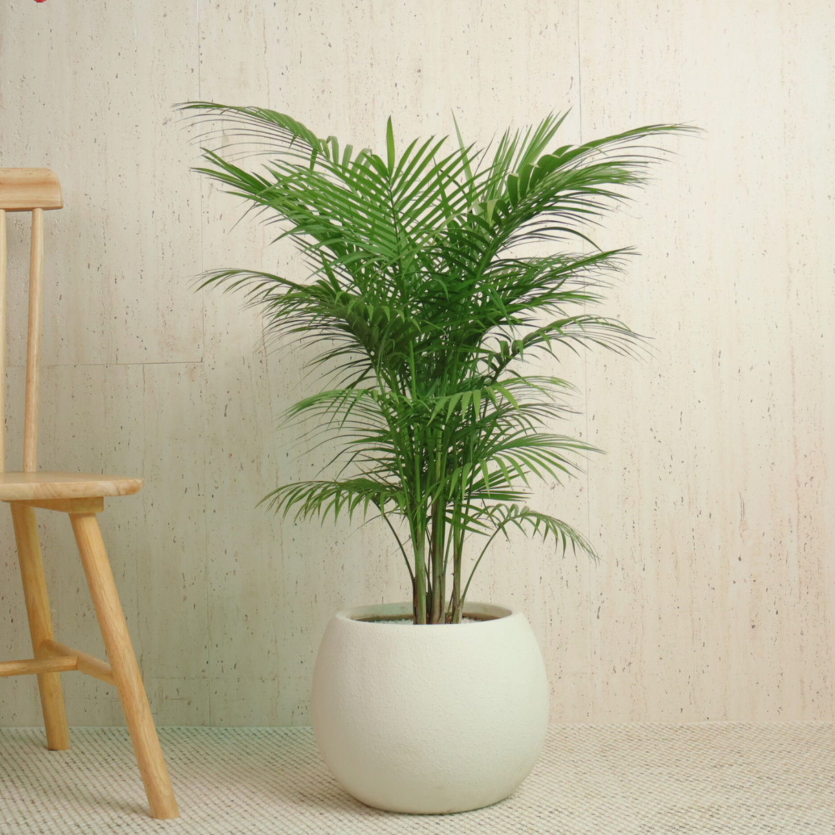 Areca palm (Yellow Palm)  in Ceramic Pot