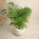 Areca palm (Yellow Palm)  in Ceramic Pot