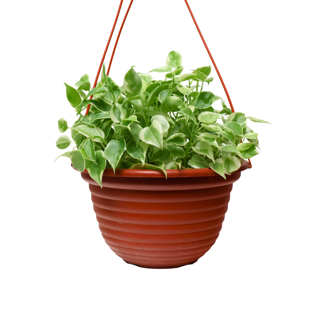 Peperomia Serpens (Hanging Pot)