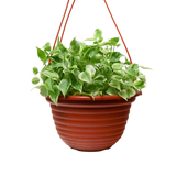 Peperomia Serpens (Hanging Pot)