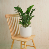 Zamioculcas Zamiifolia (ZZ) in Ceramic Pot