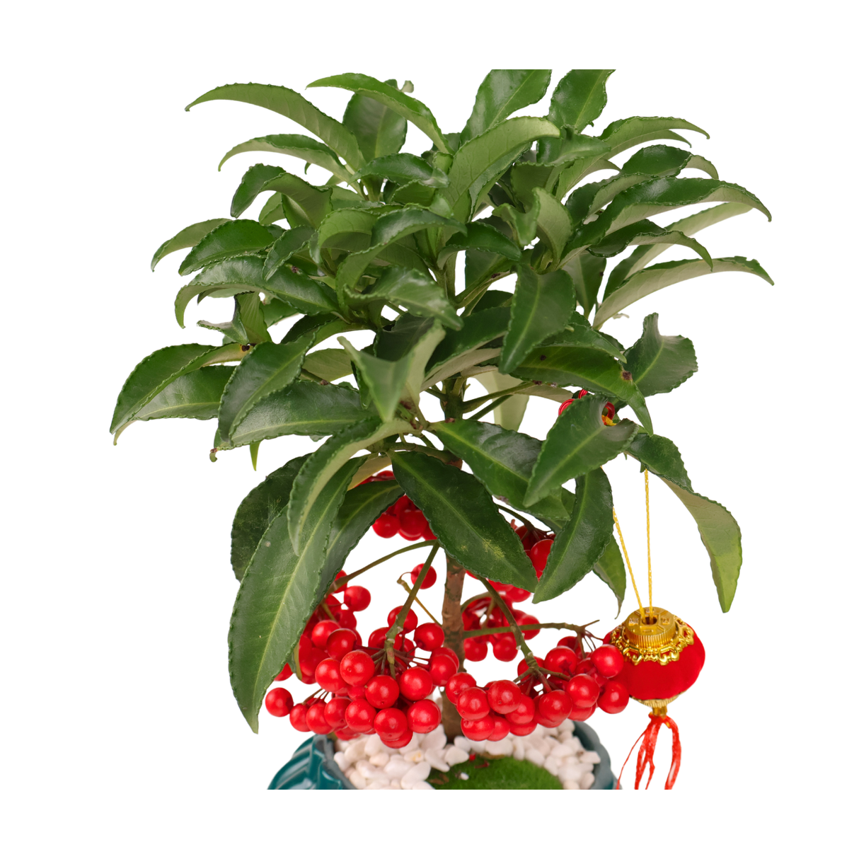 Ardisia Crenata Plant (Lucky Berries 富贵籽)