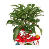 Ardisia Crenata Plant (Lucky Berries 富贵籽)