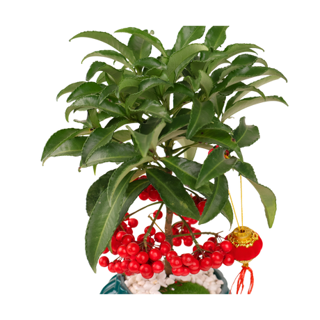 Ardisia Crenata Plant (Lucky Berries 富贵籽)