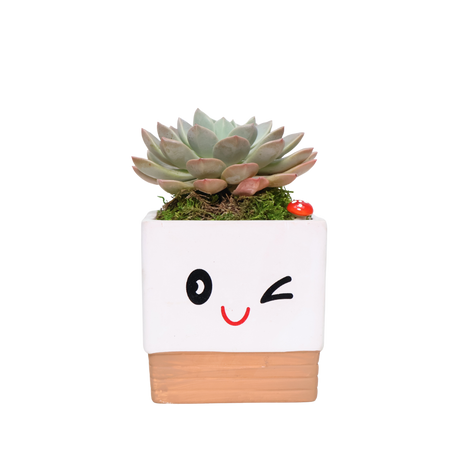 Adorable Pot with Assorted Plant (Gift)