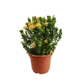 Ixora Plant