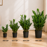 Zamioculcas Zamiifolia (ZZ Plant 金钱树) Money Plant
