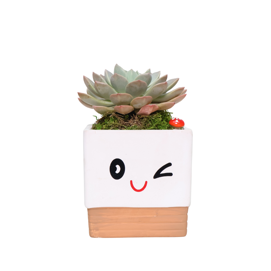 Adorable Pot with Assorted Plant (Gift)