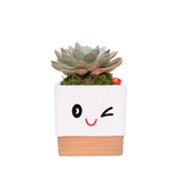 Adorable Pot with Assorted Plant (Gift)