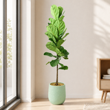 Ficus Lyrata (Fiddle Leaf Fig 琴叶榕) in Ceramic Pot