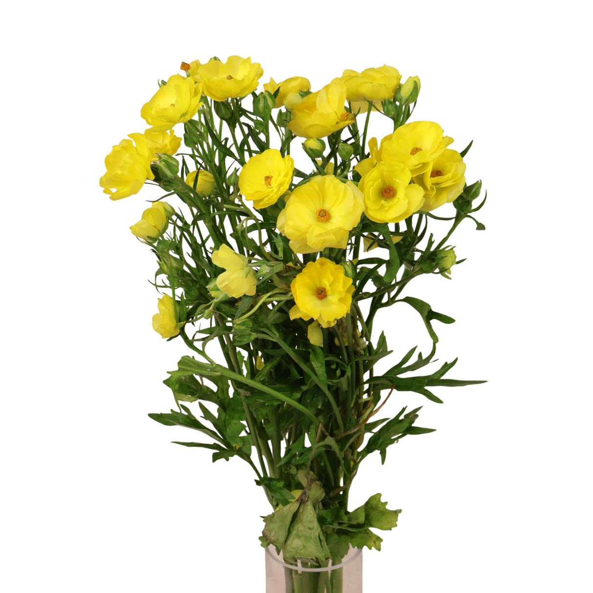 Persian Buttercup (Holland)