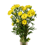 Persian Buttercup (Holland)