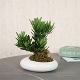 Podocarpus (Plum Pine) in Ceramic Pot - Corporate Gifts