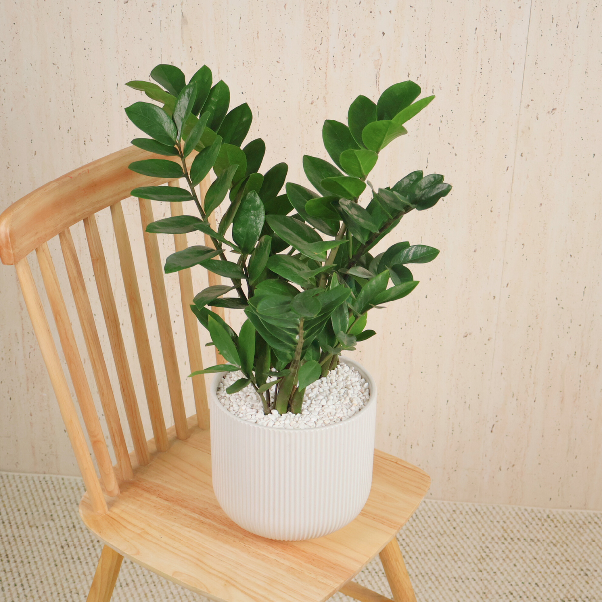 Zamioculcas Zamiifolia (ZZ) in Ceramic Pot