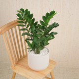 Zamioculcas Zamiifolia (ZZ) in Ceramic Pot