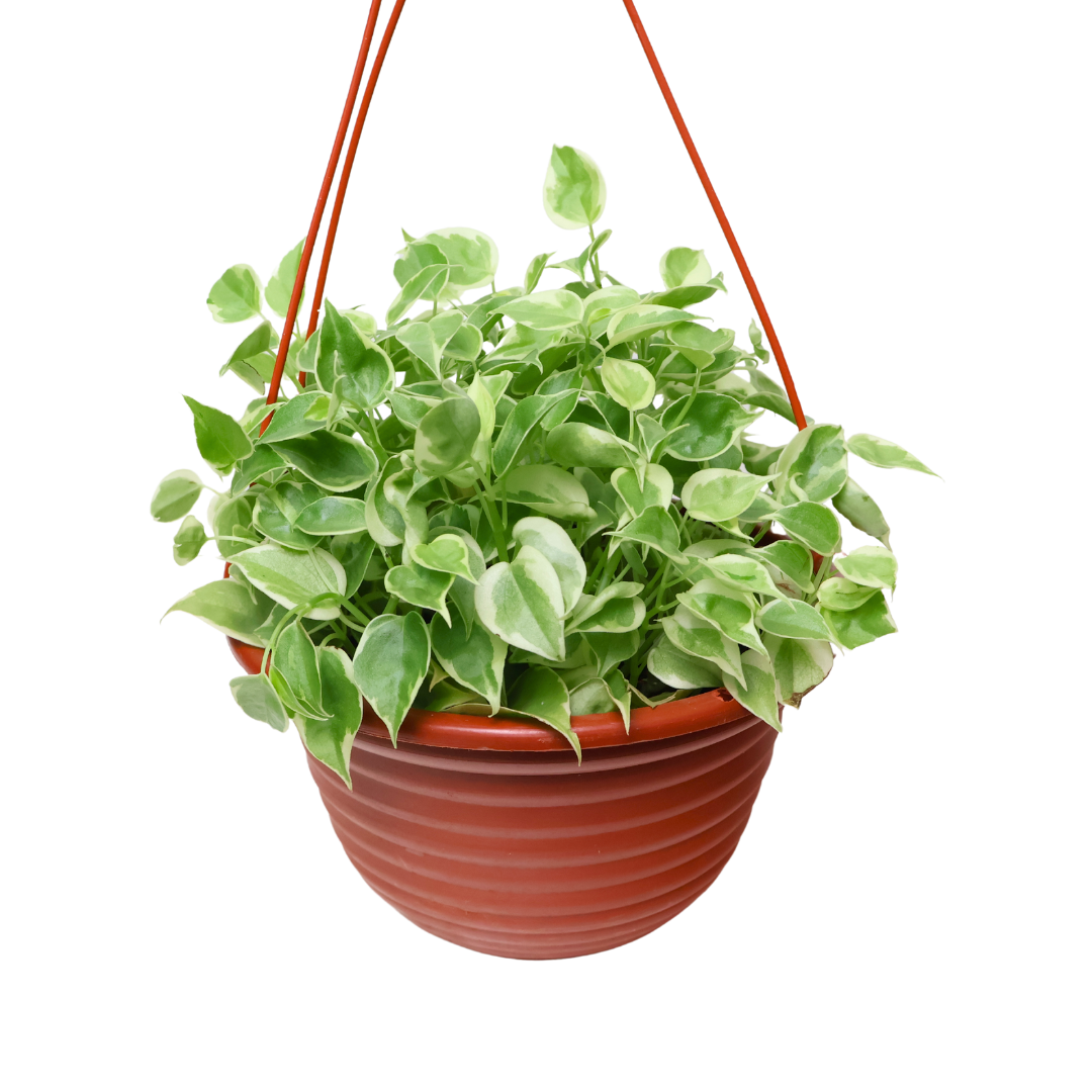 Peperomia Serpens (Hanging Pot)