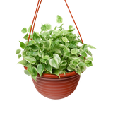 Peperomia Serpens (Hanging Pot)