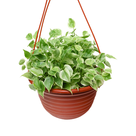 Peperomia Serpens (Hanging Pot)