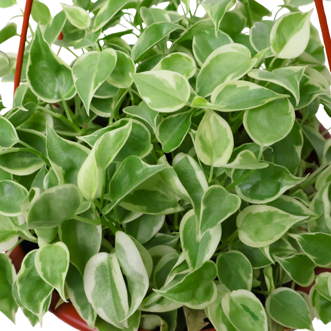 Peperomia Serpens (Hanging Pot)