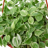 Peperomia Serpens (Hanging Pot)