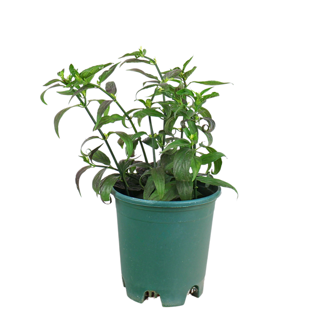 clinacanthus nutans snake plant Clinacanthus Nutans| JM Flower