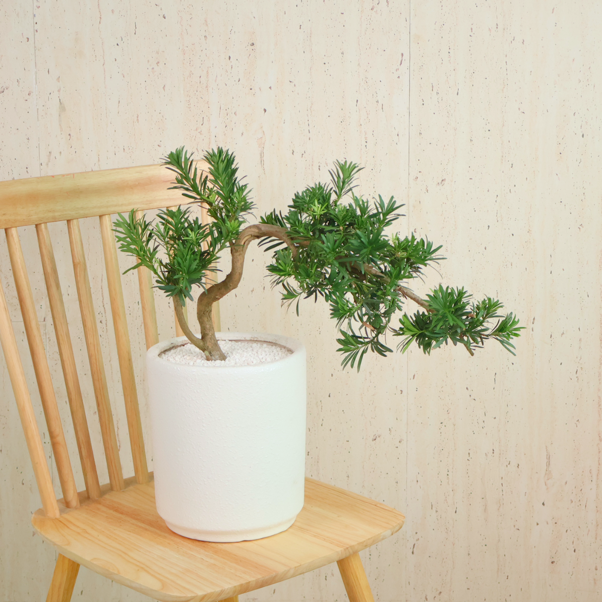 Podocarpus (Yew Plum Pine) in Ceramic Pot