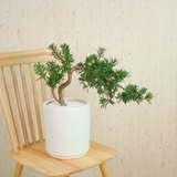 Podocarpus (Yew Plum Pine) in Ceramic Pot