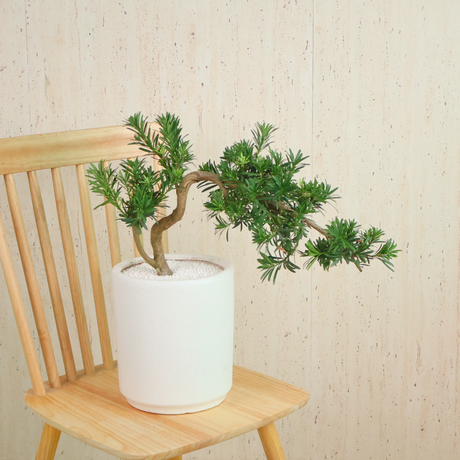 Podocarpus (Yew Plum Pine) in Ceramic Pot