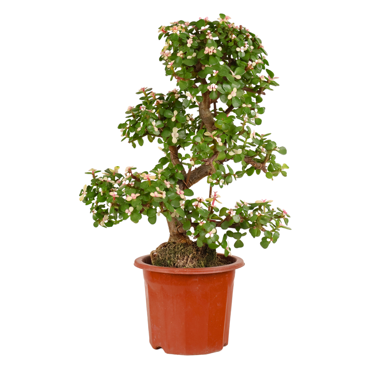 Jade Plant