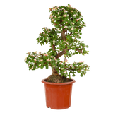 Jade Plant