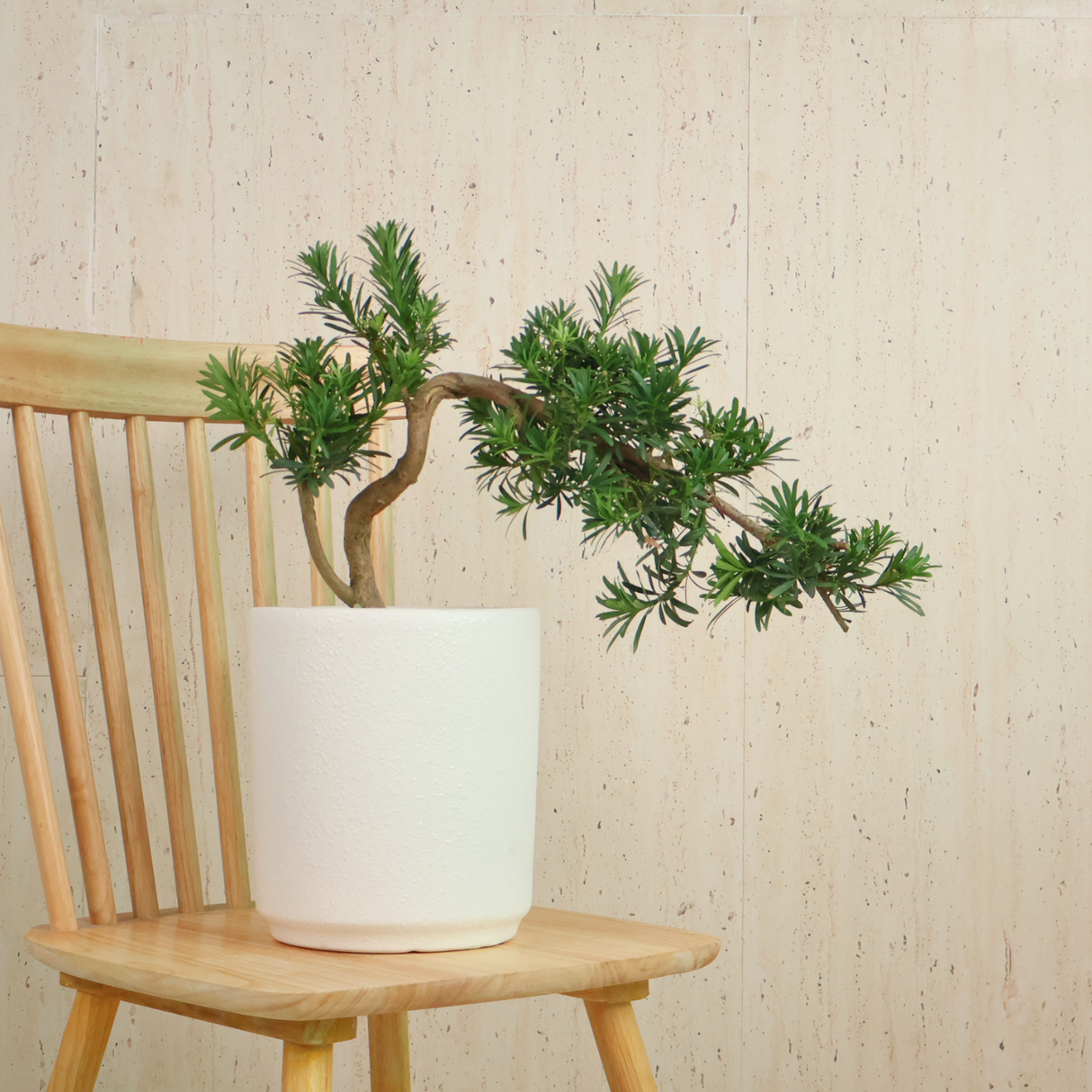 Houseplant in ceramic flowerpot on hardwood surface.