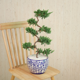 Chinese Juniper (Pine Bonsai) in Ceramic Pot