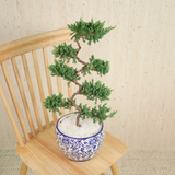 Chinese Juniper (Pine Bonsai) in Ceramic Pot