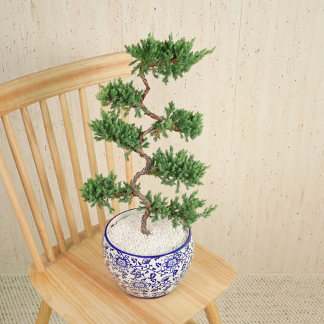 Chinese Juniper (Pine Bonsai) in Ceramic Pot