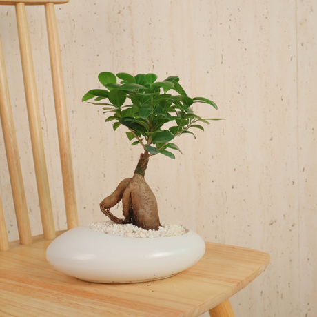 Clay houseplant with bonsai and figurine.