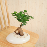 Ficus Microcarpa (Chinese Banyan) in Ceramic Pot