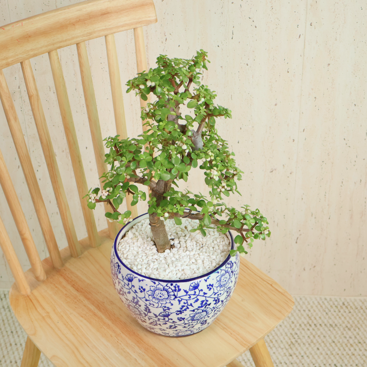 Portulacaria Afra (Dwarf Jade) in Ceramic Pot