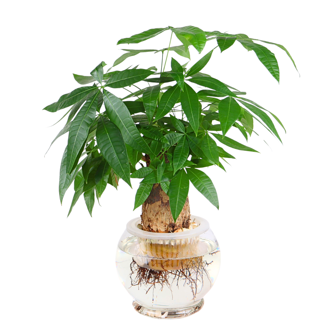 money tree hydroponics ltd portsmouth Pachira Hydroponics