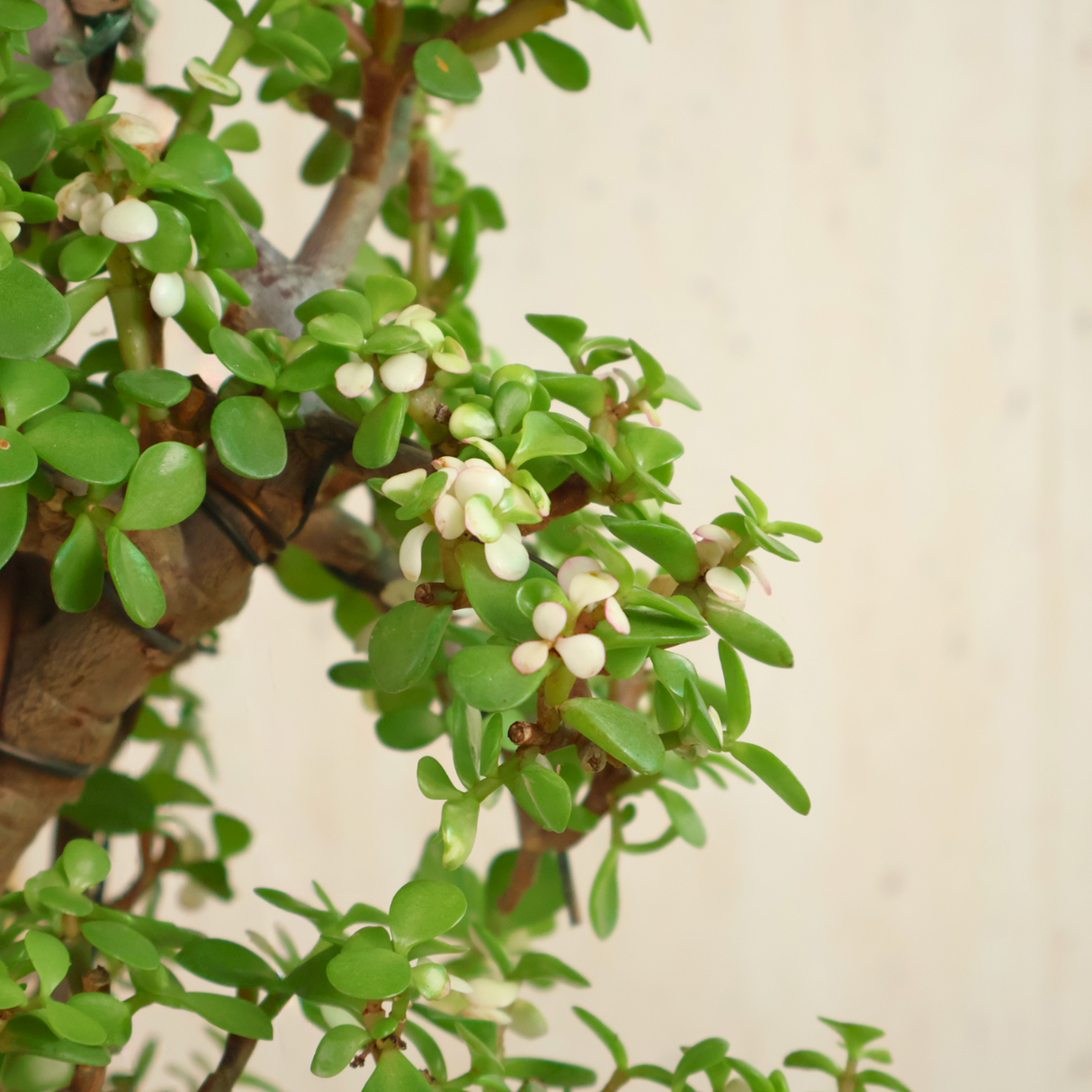 Portulacaria Afra (Dwarf Jade) in Ceramic Pot
