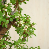 Portulacaria Afra (Dwarf Jade) in Ceramic Pot