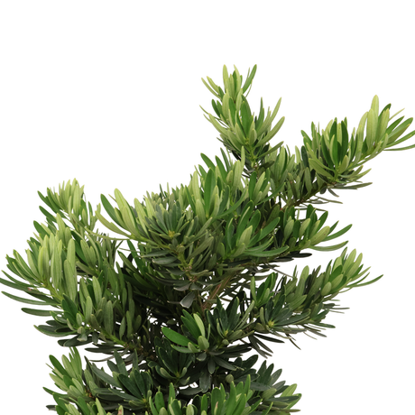 Podocarpus