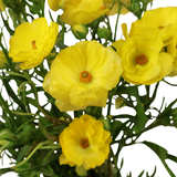 Persian Buttercup (Holland)