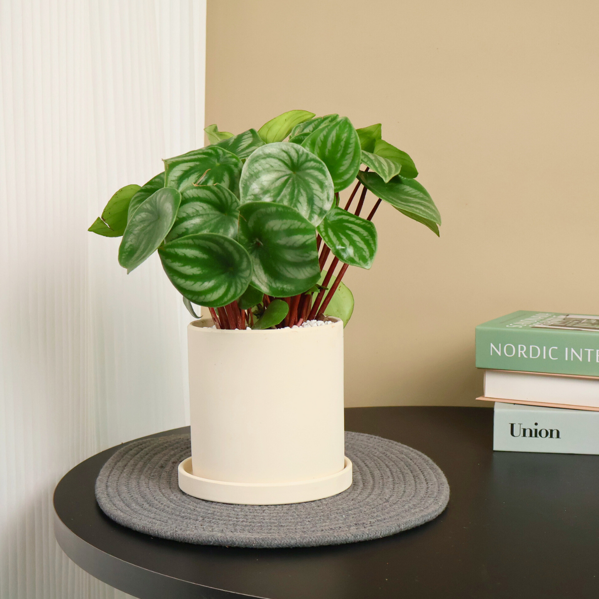 Houseplant in flowerpot with floral design.
