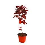 Euphorbia Cotinifolia (Firestick Plant)