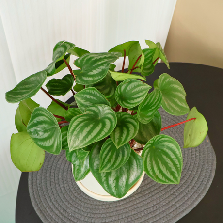 Peperomia Argyreia (Watermelon) in Ceramic Pot