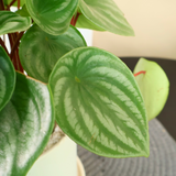 Peperomia Argyreia (Watermelon) in Ceramic Pot