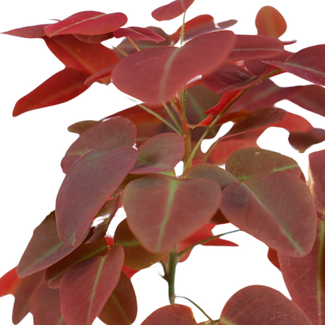 Euphorbia Cotinifolia (Firestick Plant)