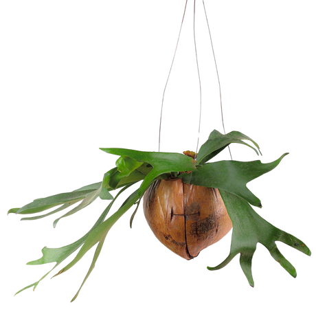 Platycerium (Staghorn Fern)